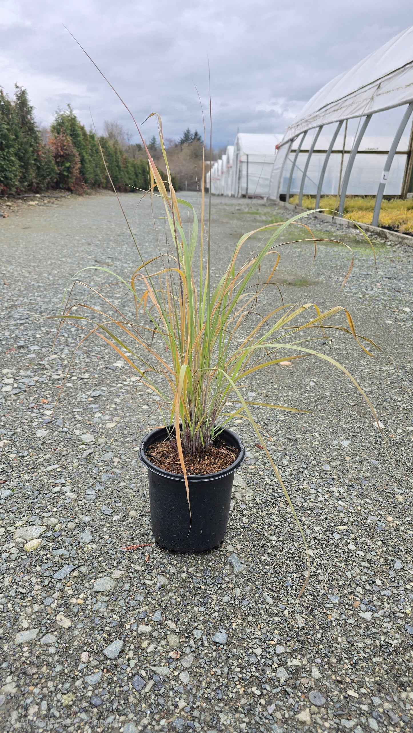 Grass - Sorghastrum nutans 'Indian Steel'