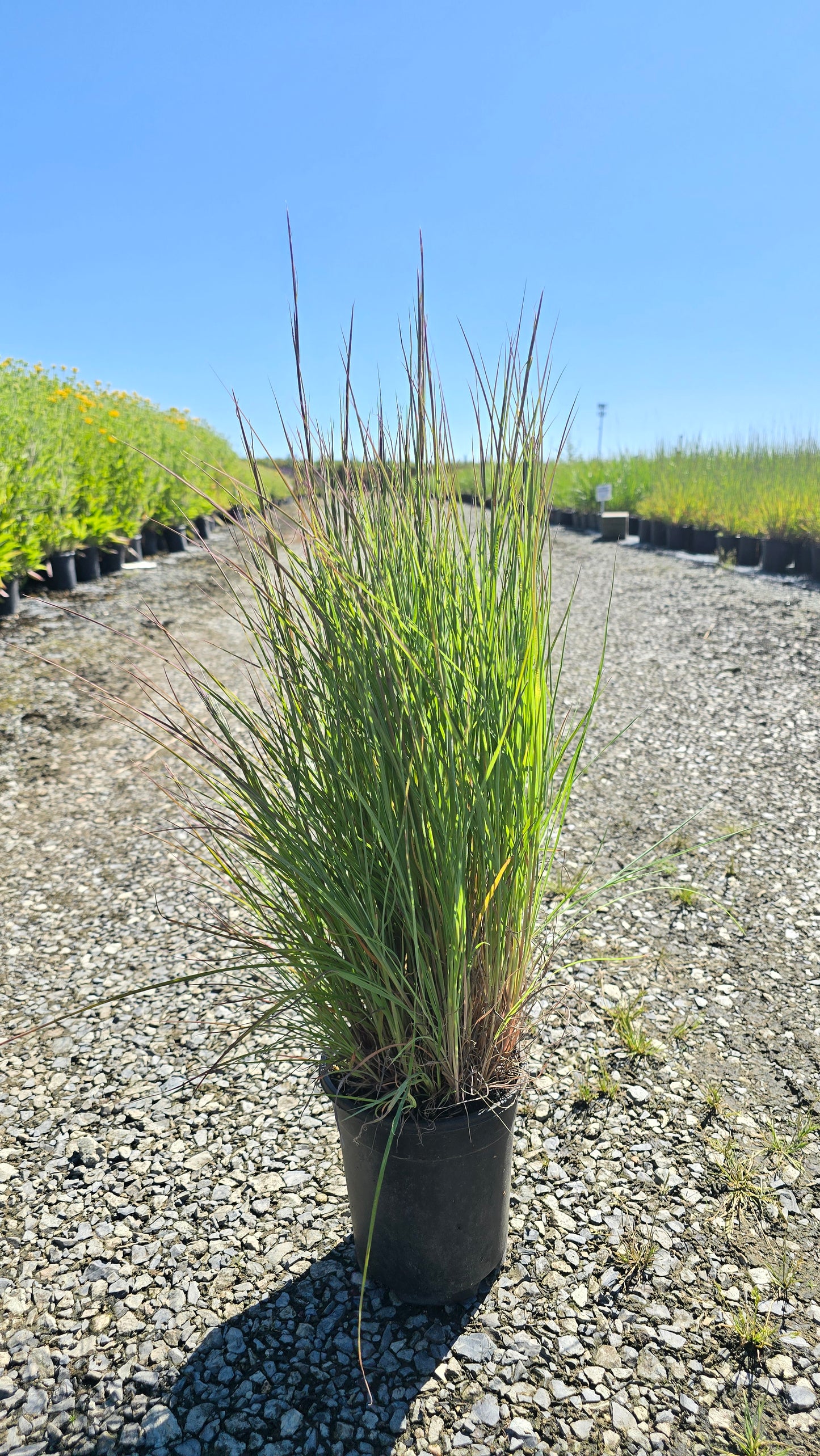 Grass - Schizachyrium scoparium 'Jazz' - Jazz Little Bluestem