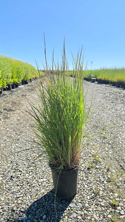 Grass - Schizachyrium scoparium 'Jazz' - Jazz Little Bluestem