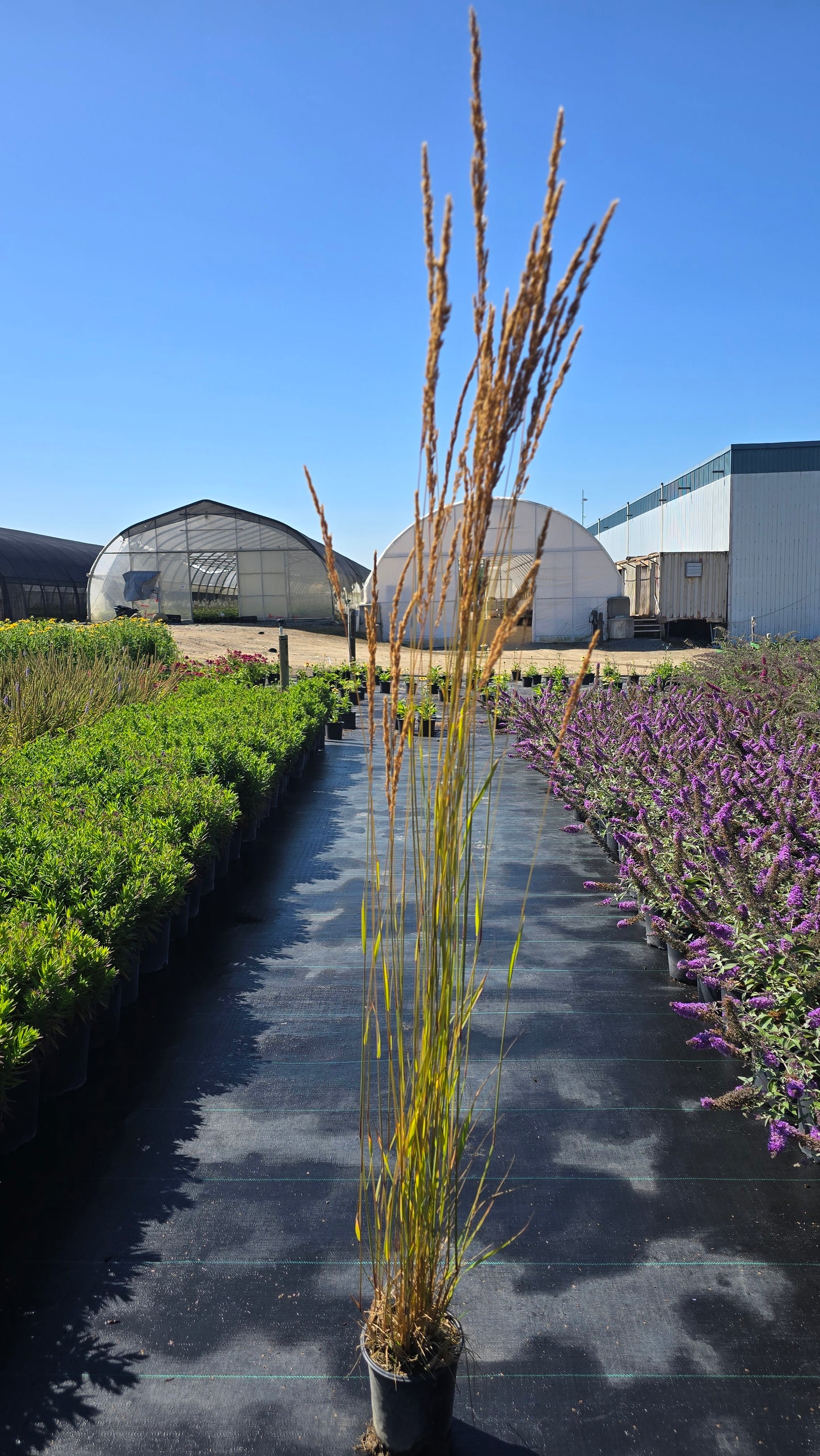 Grass - Calamagrostis acutiflora 'Karl Foerster'