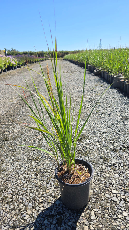 Grass - Calamagrostis acutiflora 'Karl Foerster'