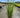 Grass - Panicum virgatum 'Kindred Spirit' (Switchgrass)