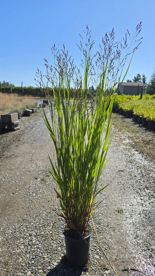 Grass - Panicum virgatum 'Kindred Spirit' (Switchgrass)