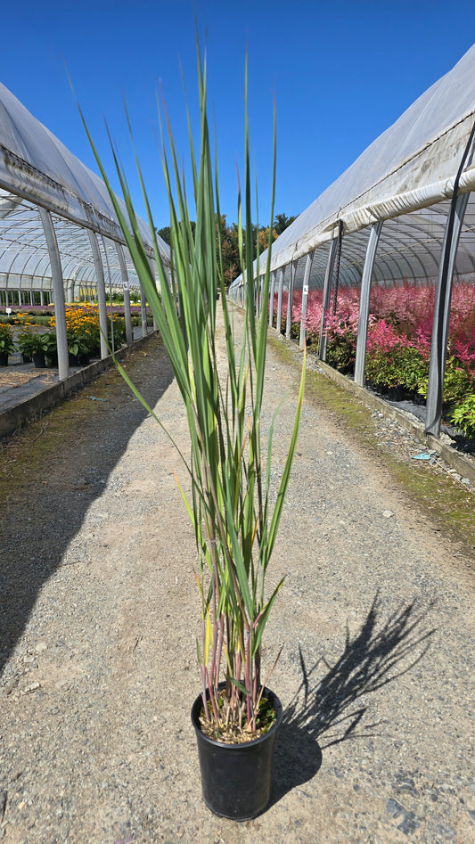 Grass - Panicum virgatum Dream Catcher® Lightning Bolt® (‘Nontlobg’)