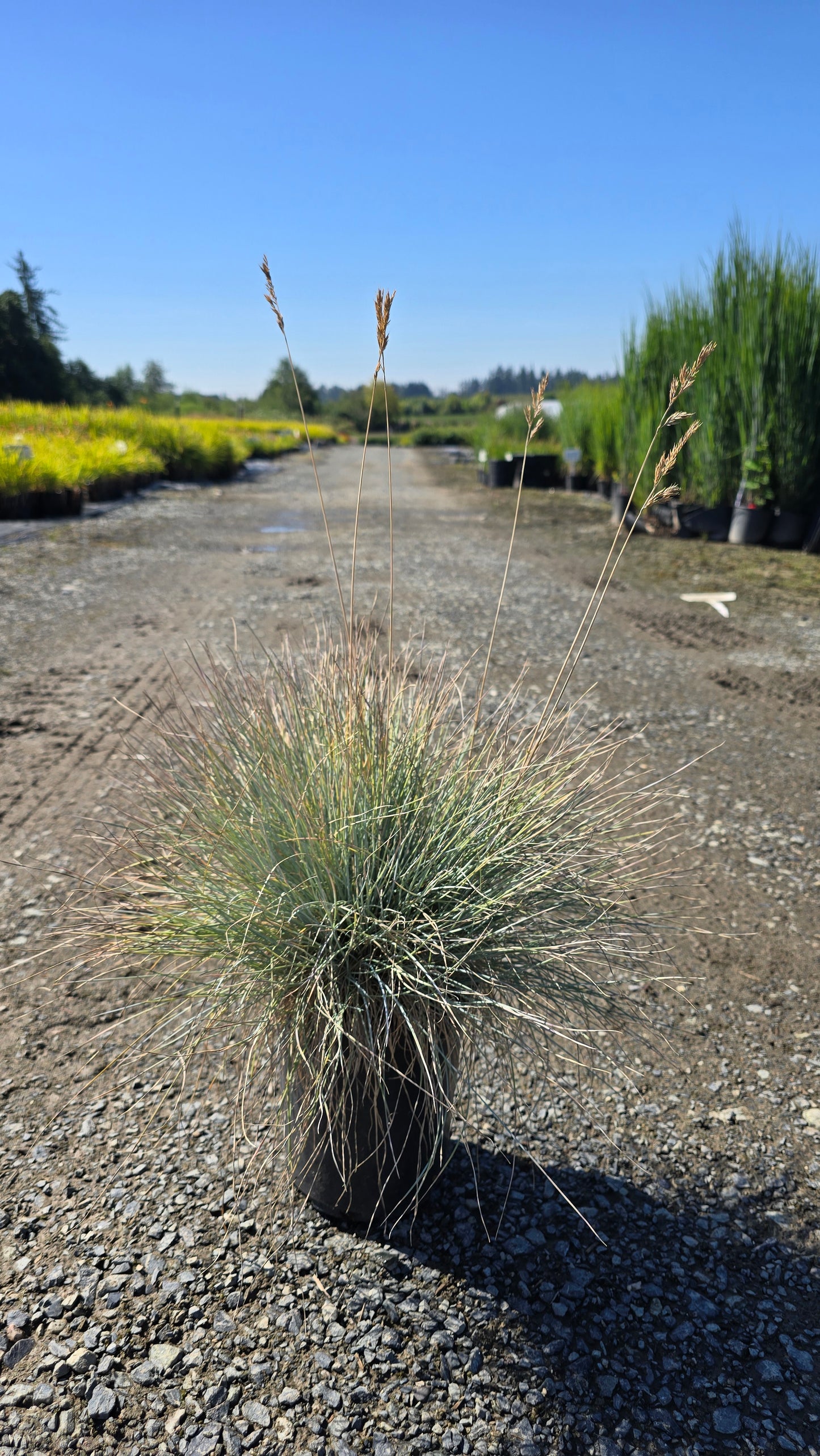 Grass - Festuca glauca 'Lil' Chill' PPAF (Blue Fescue)