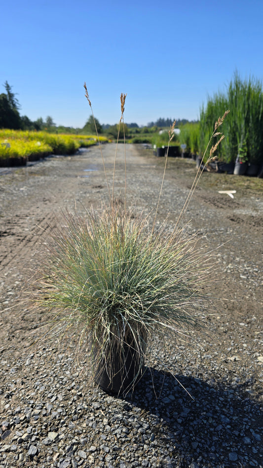 Grass - Festuca glauca 'Lil' Chill' PPAF (Blue Fescue)