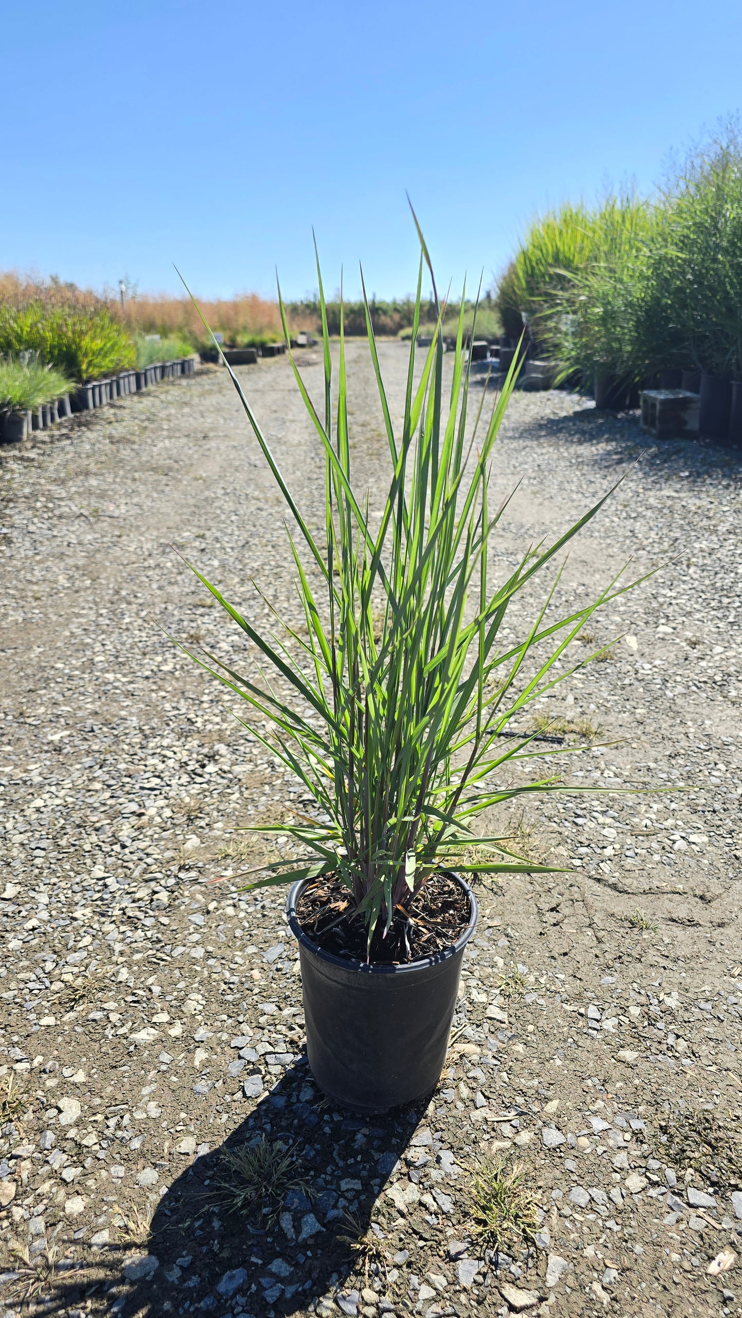 Grass - Panicum virgatum Dream Catcher™ Little Boy Blue® ('Noneulby')