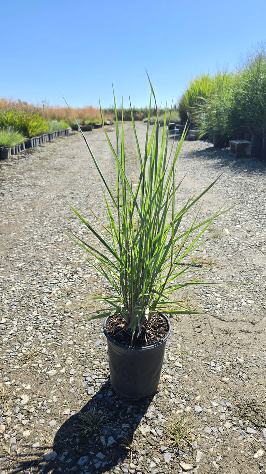 Grass - Panicum virgatum Dream Catcher™ Little Boy Blue® ('Noneulby')