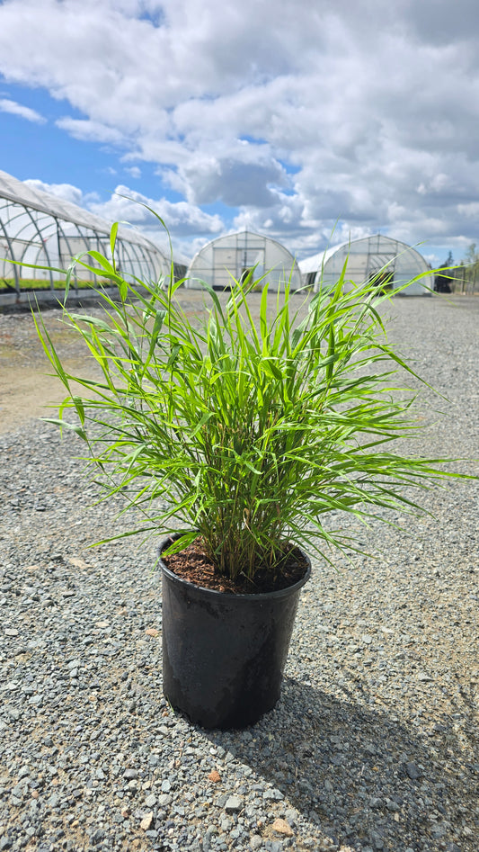 Grass - Hakonechloa macra (Japanese Forest Grass)