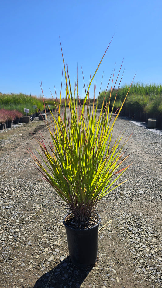 Grass - Panicum virgatum Dream Catcher® Misty Waterfall® ('Nonllafr')