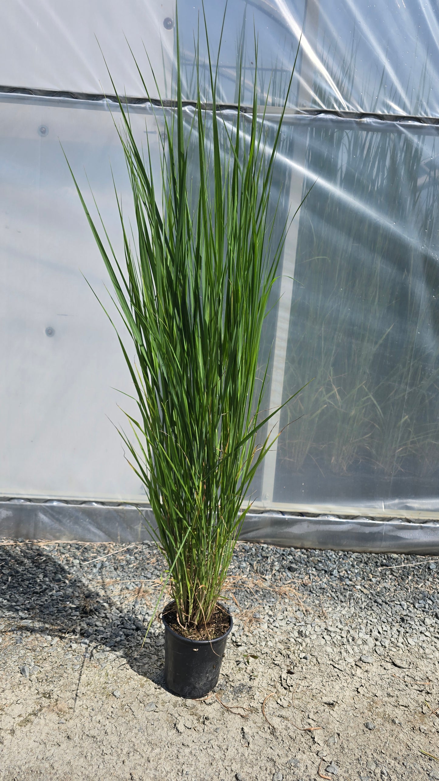 Grass - Panicum virgatum 'Northwind'
