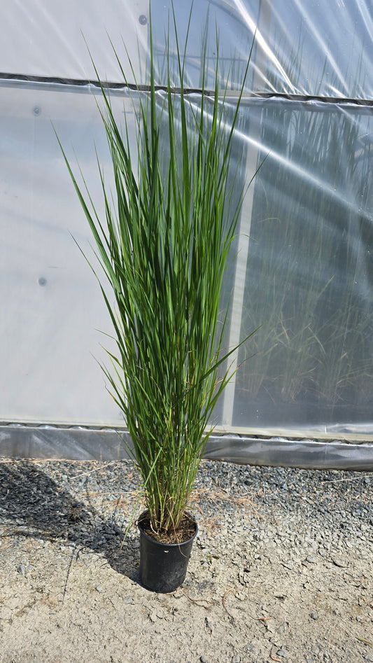 Grass - Panicum virgatum 'Northwind'