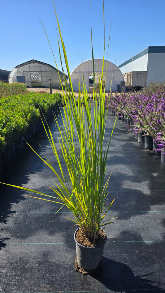 Grass - Panicum virgatum Dream Catcher® Old Faithful® ('Nonlufht')