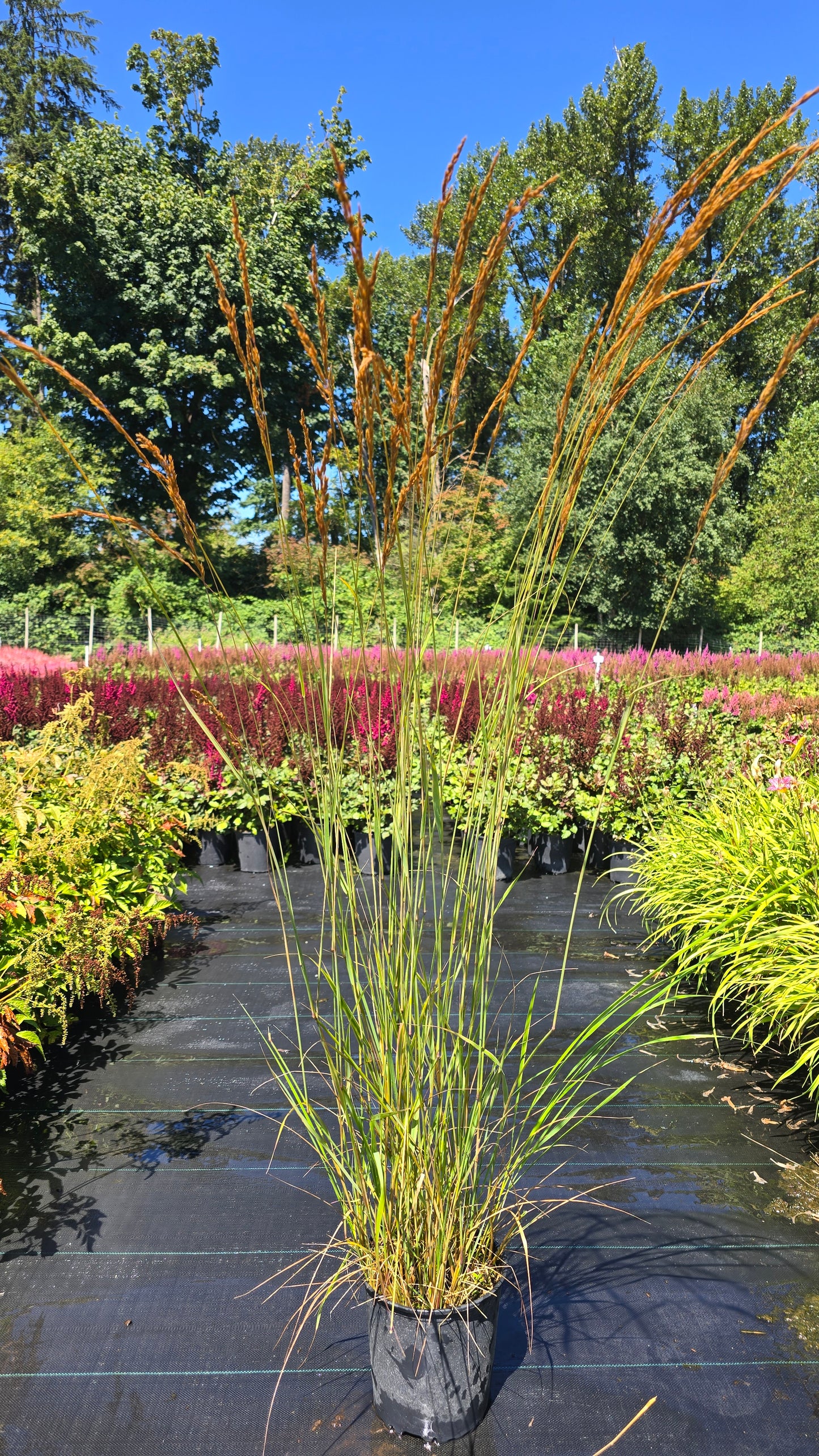 Grass - Calamagrostis acutiflora 'Overdam'