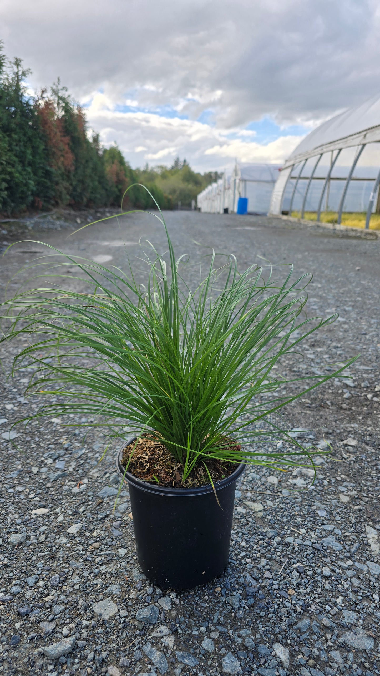 Grass - Carex pennsylvanica 'Straw Hat' PP29432