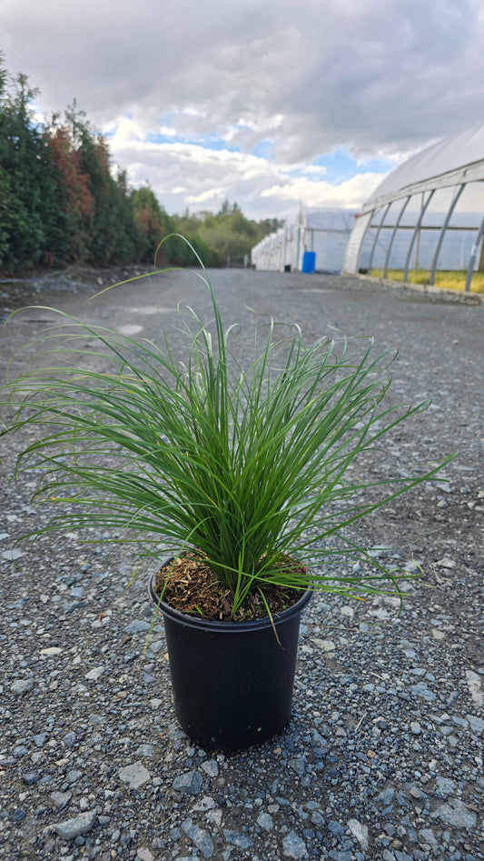 Grass - Carex pennsylvanica 'Straw Hat' PP29432