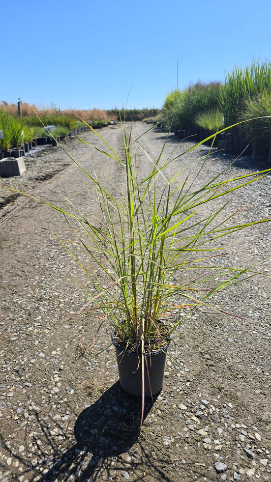Grass - Miscanthus sinensis 'Pink Cloud'