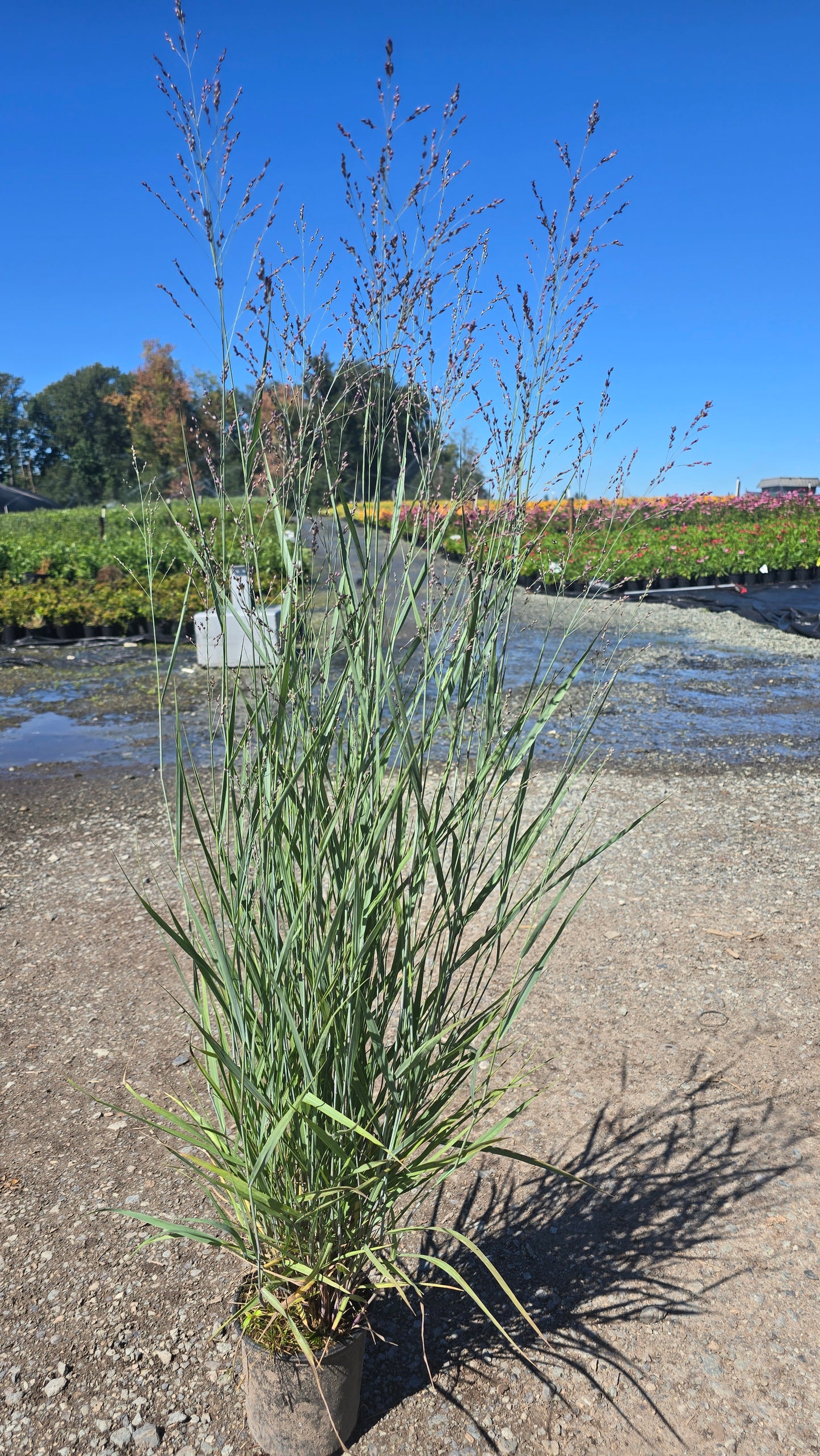 Grass - Panicum virgatum 'Prairie Dog' PP32736 (Switchgrass)