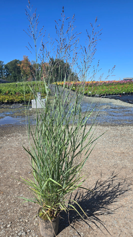Grass - Panicum virgatum 'Prairie Dog' PP32736 (Switchgrass)