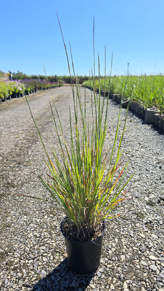 Grass - Schizachyrium scoparium Purple Arrow® ('Nonwrr') PPAF (Little Bluestem)