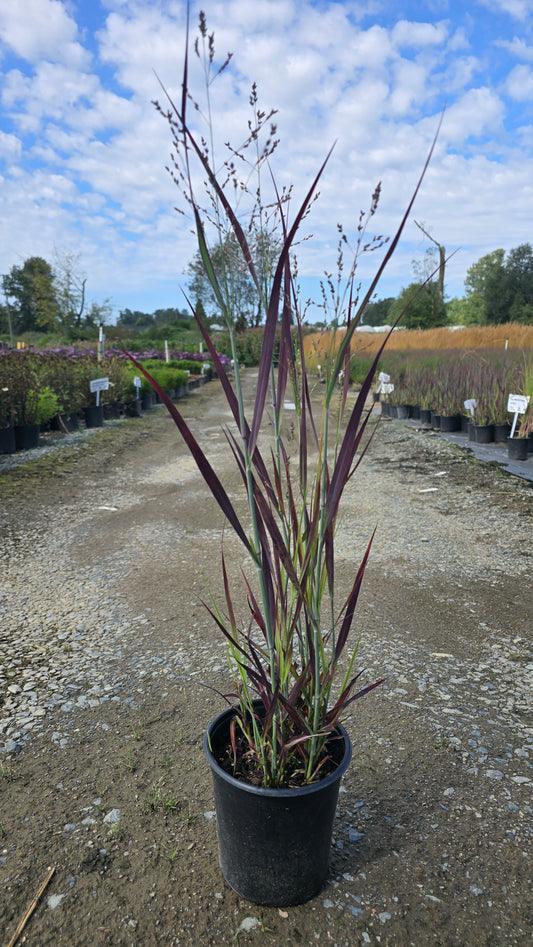 Grass - Panicum virgatum Purple Breeze ('Joz276'PBR) (Switchgrass)