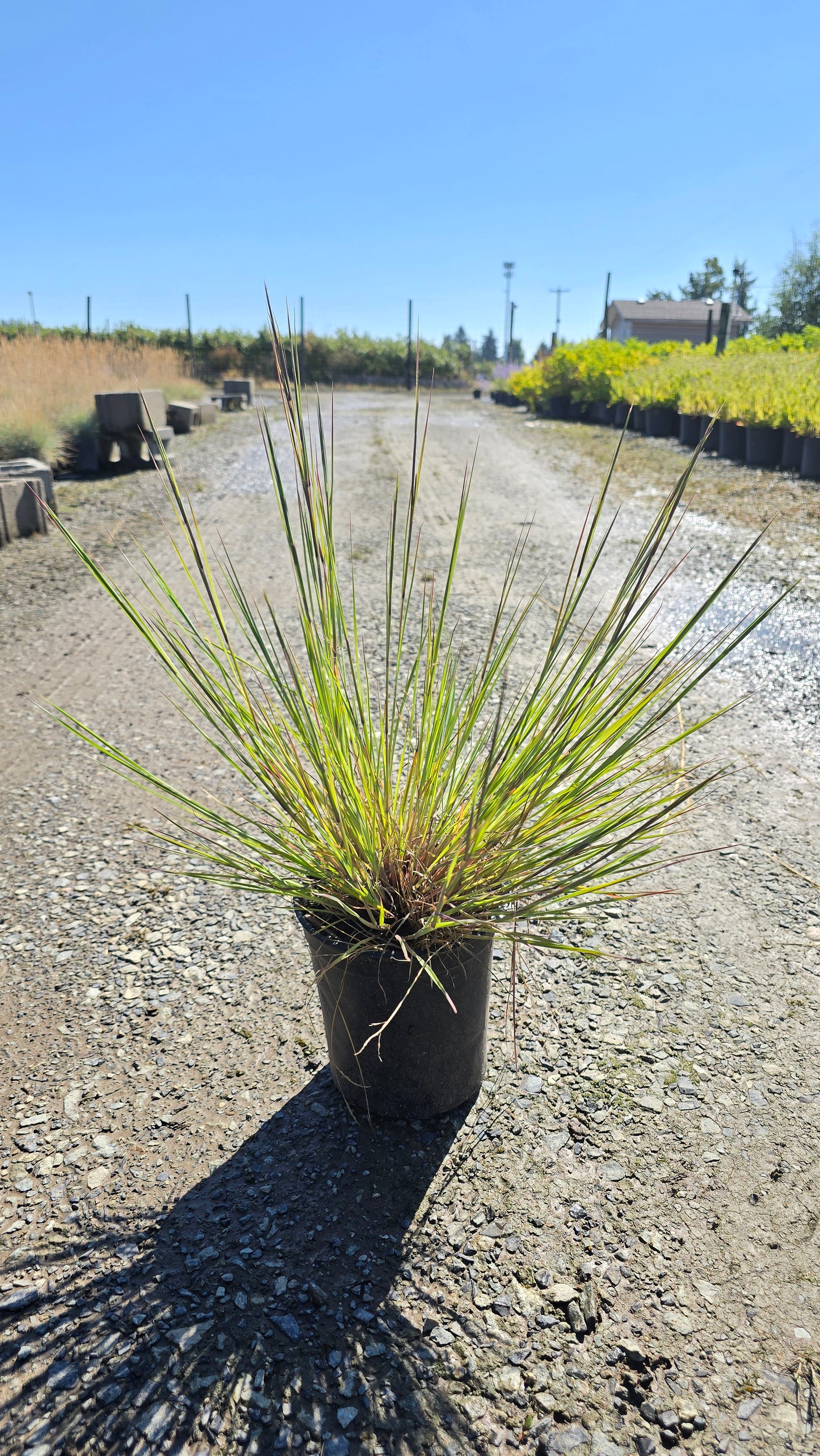 Grass - Schizachyrium scoparium 'Scarlet Arrow' (Little Bluestem)