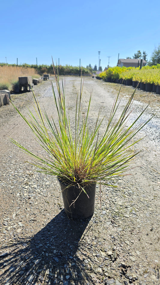 Grass - Schizachyrium scoparium 'Scarlet Arrow' (Little Bluestem)