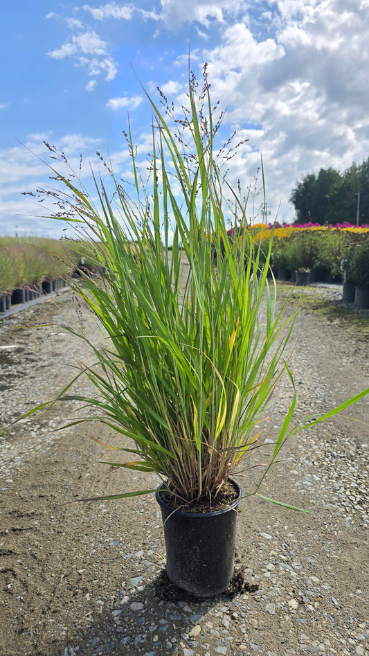 Grass - Panicum virgatum Dream Catcher® Smoky Rose® (‘Nonesory’) - Smoky Rose Switchgrass