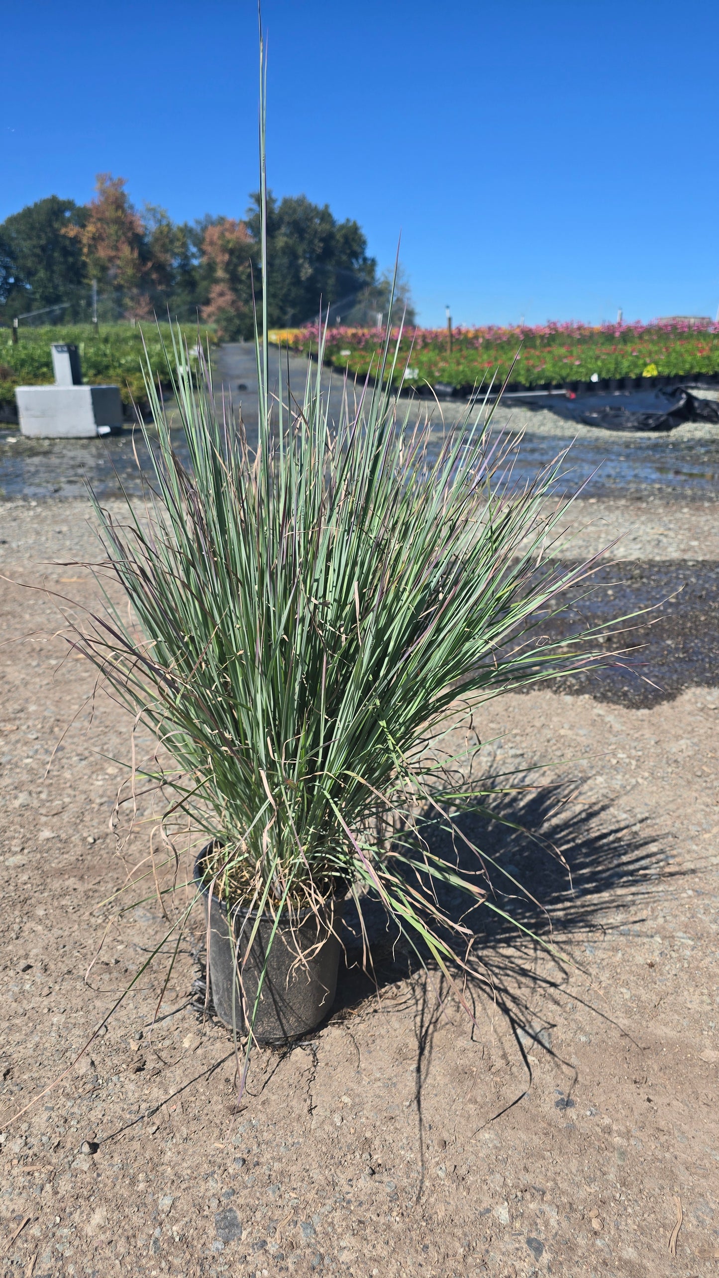 Grass - Schizachyrium scoparium 'Standing Ovation' PP222 - Standing Ovation Little Bluestem