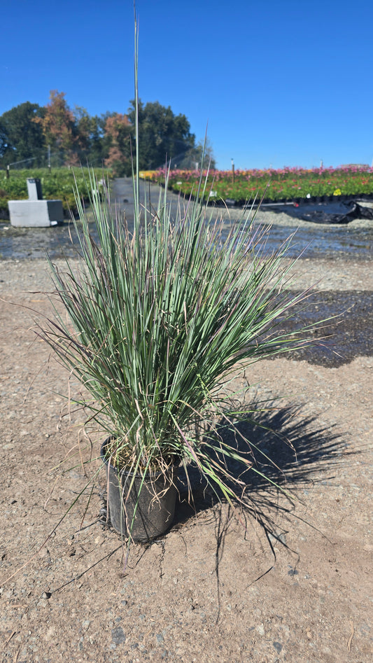 Grass - Schizachyrium scoparium 'Standing Ovation' PP222 - Standing Ovation Little Bluestem