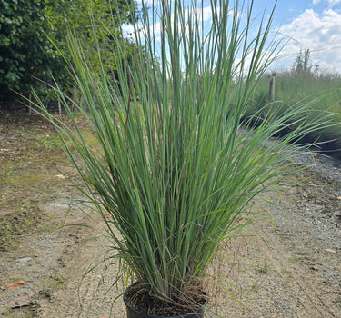 Standing Ovation Little Bluestem