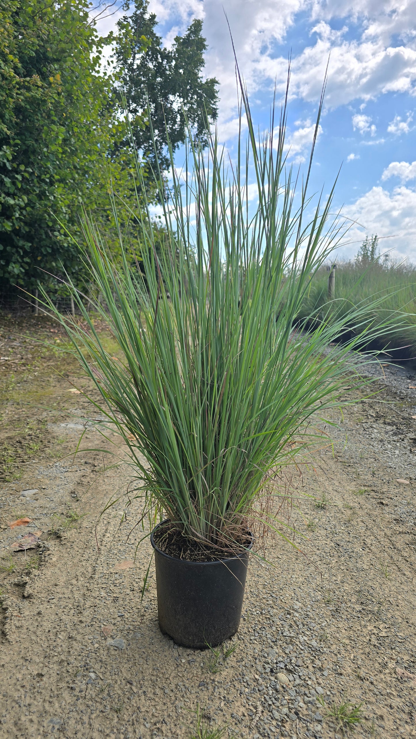 Grass - Schizachyrium scoparium 'Standing Ovation' PP222 - Standing Ovation Little Bluestem