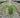 Mexican Feather Grass