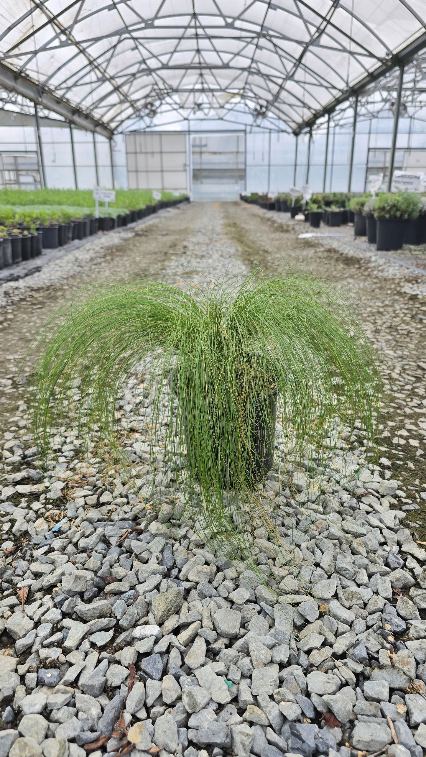 Grass - Stipa tenuissima