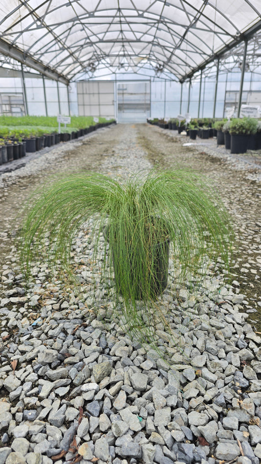 Grass - Stipa tenuissima