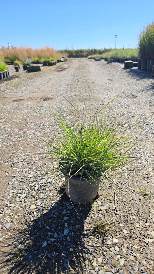 Grass - Miscanthus sinensis Yaka Dance®