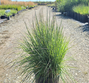 Grass - Schizachyrium scoparium 'Jazz' - Jazz Little Bluestem