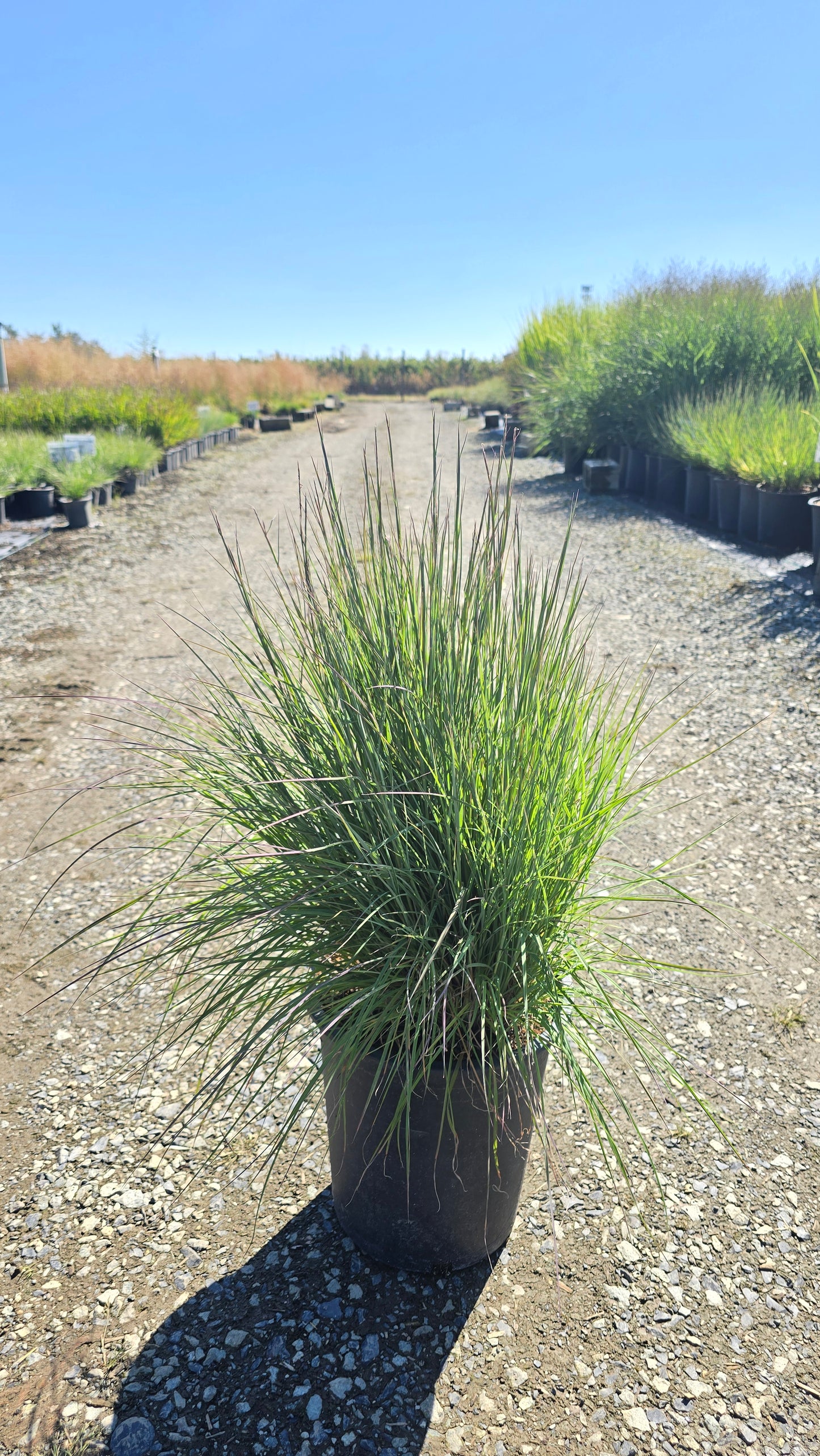 Grass - Schizachyrium scoparium 'Jazz' - Jazz Little Bluestem
