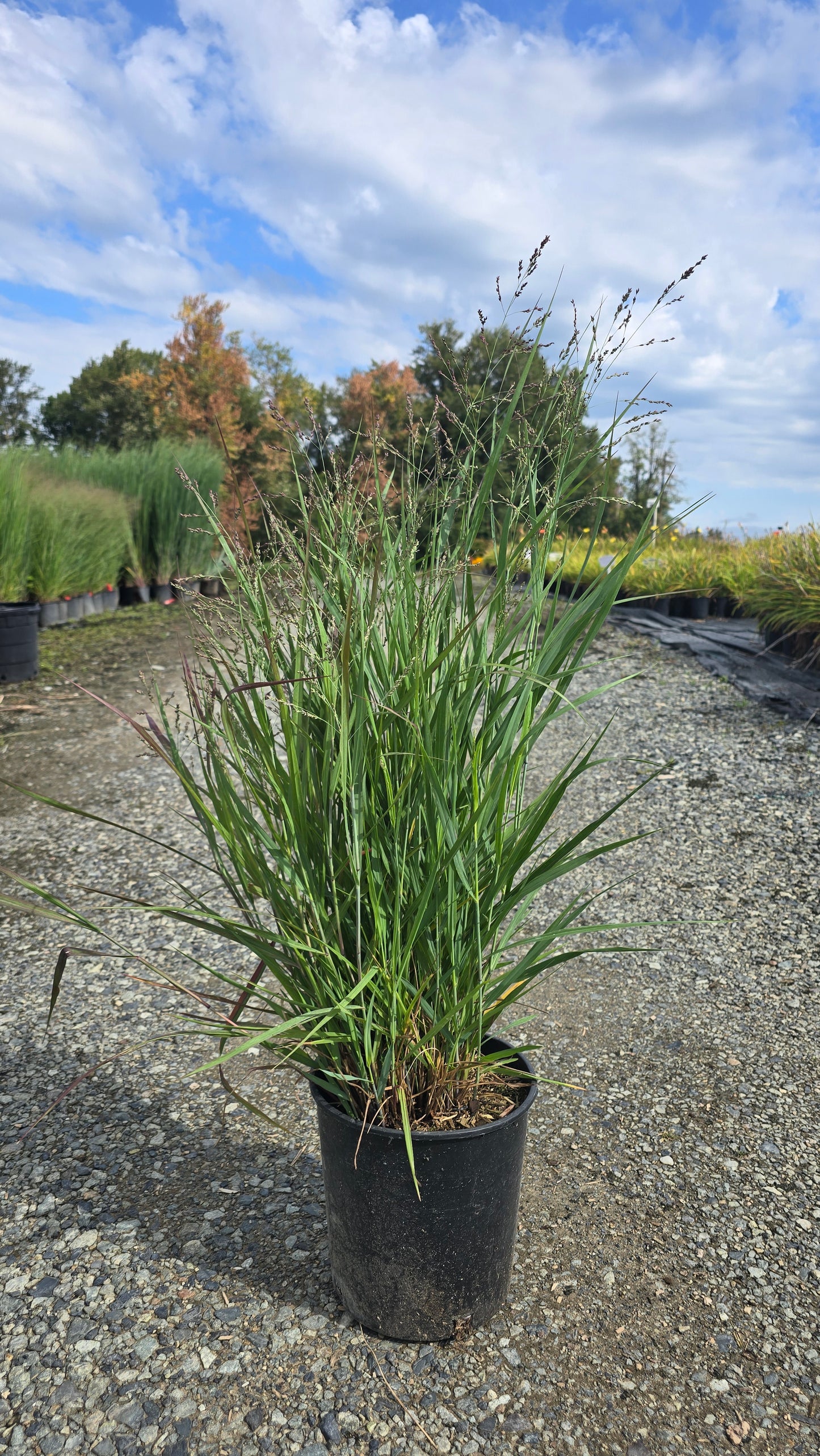 Grass - Panicum virgatum 'Prairie Dog' PP32736 (Switchgrass)