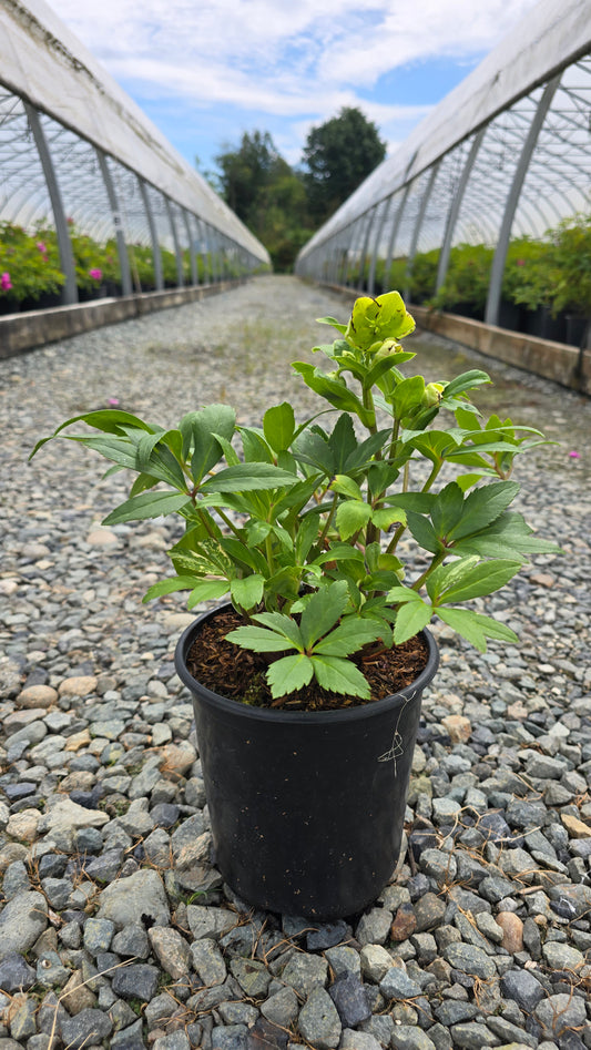 Helleborus hybrid JWLS 'Winterbells'