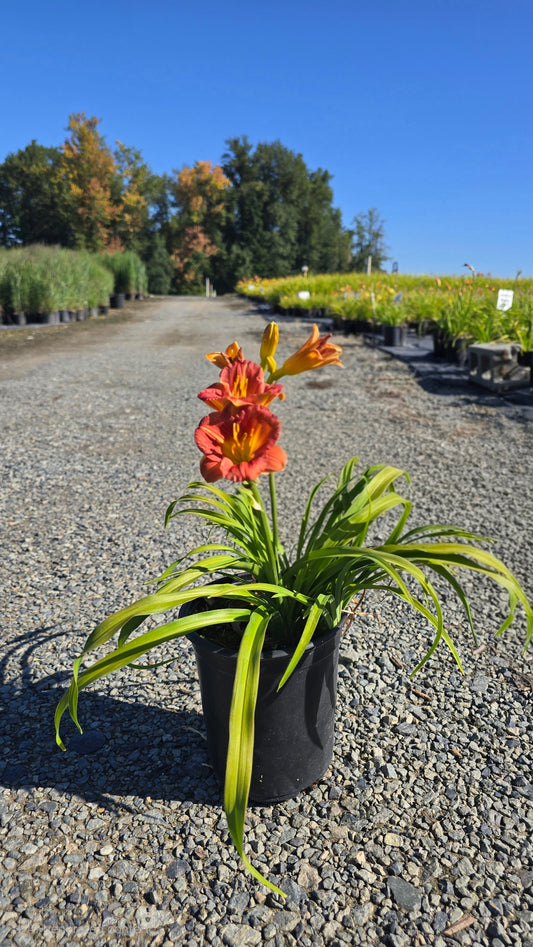 Hemerocallis hybrid Apricot Stella® (Daylily)