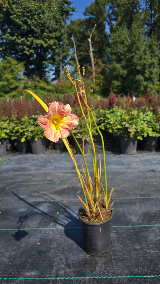 Hemerocallis hybrid Cherry Stella®