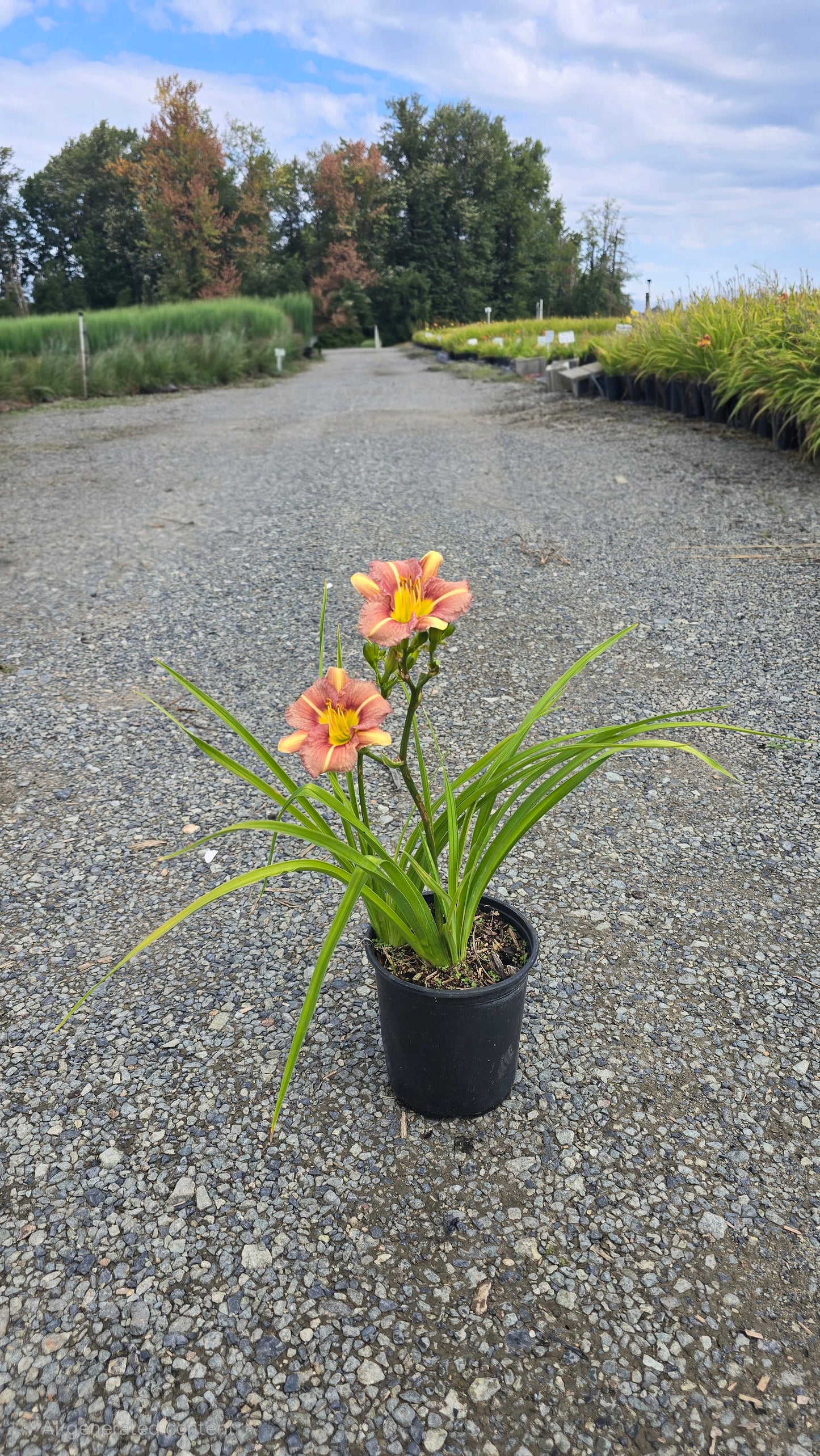 Hemerocallis hybrid 'Eenie Allegro' - Apricot/Rose