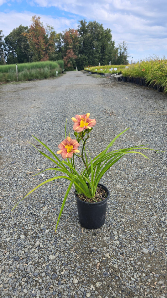 Hemerocallis hybrid 'Eenie Allegro' - Apricot/Rose