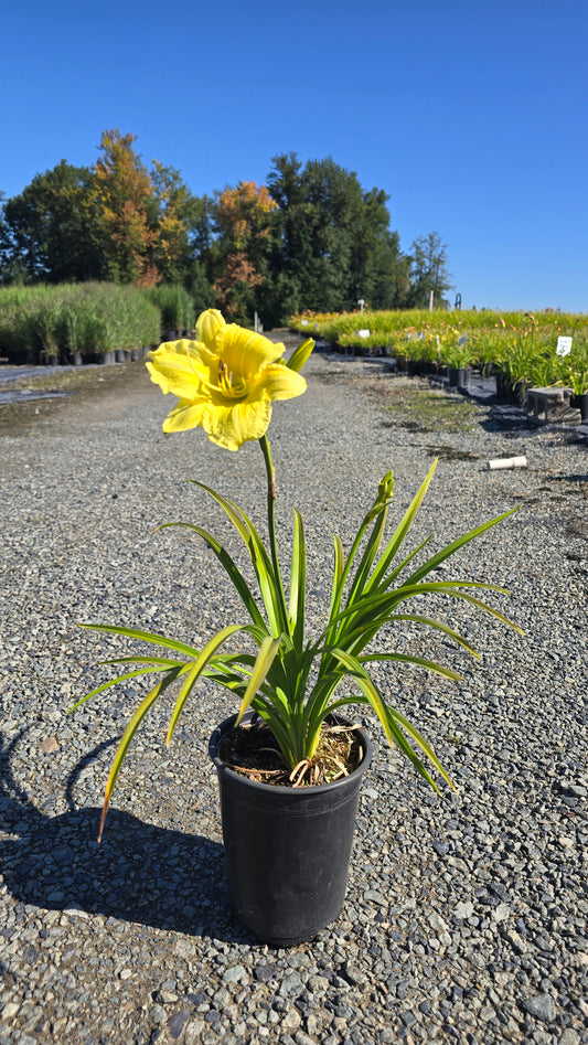 Hemerocallis hybrid 'Fragrant Reflections'