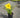 Hemerocallis hybrid Lemon Stella® (Daylily)