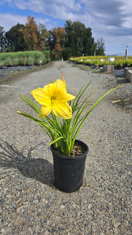 Hemerocallis hybrid Lemon Stella® (Daylily)