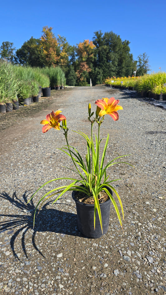 Hemerocallis hybrid Mango Stella® - Mango Daylily