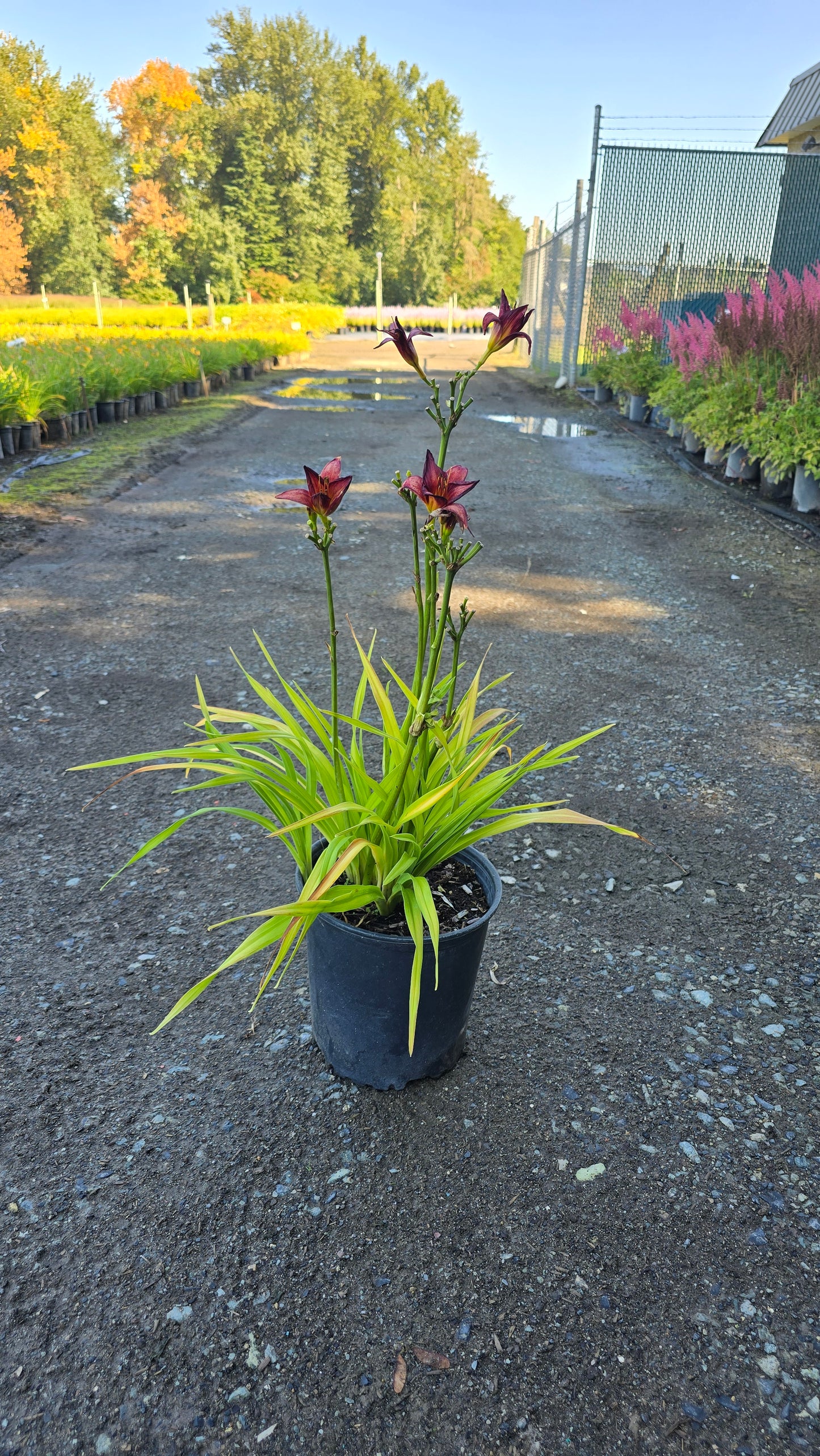 Hemerocallis hybrid Raspberry Stella® (Daylily)