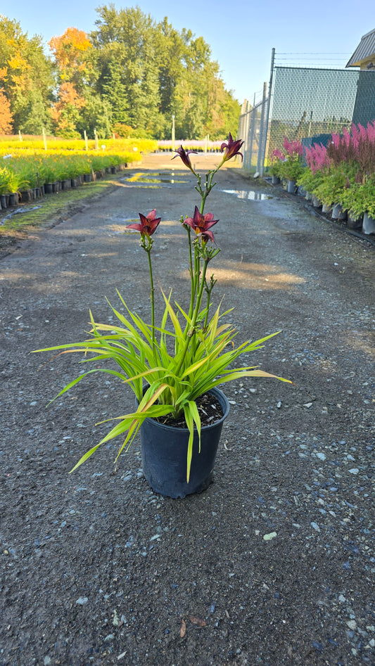 Hemerocallis hybrid Raspberry Stella® (Daylily)